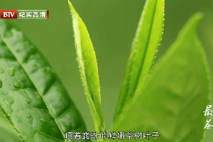 《徽茶》第一集：黃山毛峰、六安瓜片